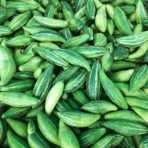 Pointed Gourd